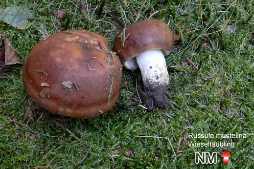 Wieseltäubling (Russula mustelina)