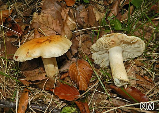 Russula fellea - Gallentäubling
