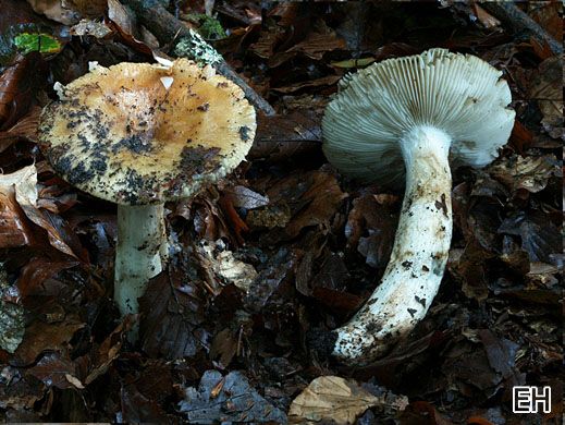 Russula laurocerasi var. fragrans - Flügelsporiger Mandeltäubling