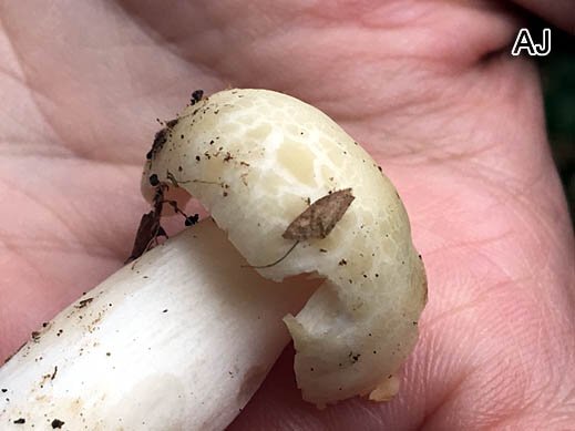 Russula virescens - Grüngefelderter Täubling