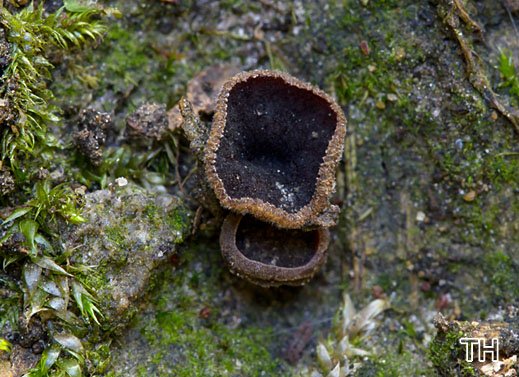 Rutstroemia echinophila - Esskastanienfruchtschalenbecherling