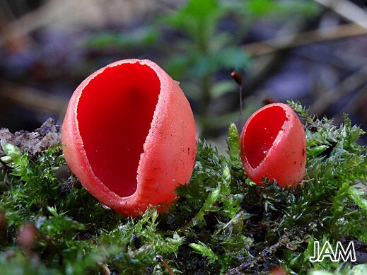 Sarcoscypha austriaca