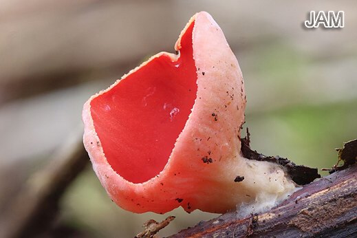 Sarcoscypha austriaca - Gemeiner Prachtbecherling