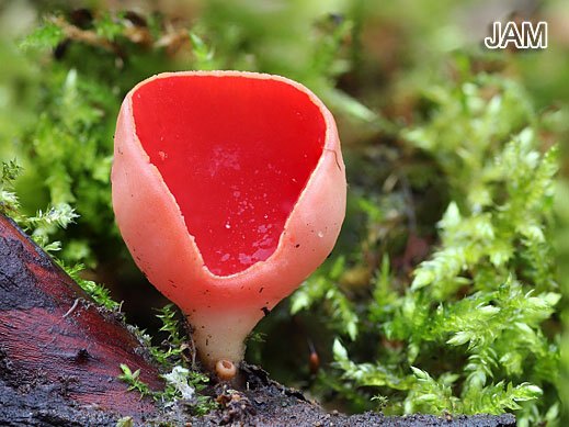 Sarcoscypha austriaca - Prachtbecherling