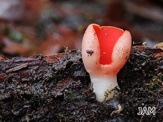 Sarcoscypha austriaca - Österreichischer Prachtbecherling