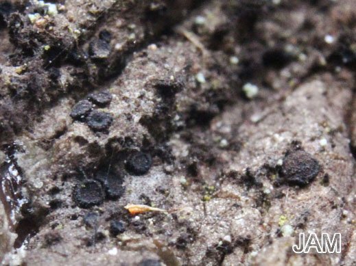 Schwarzes Harzbecherchen (Sarea difformis)
