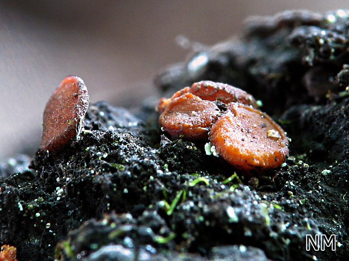 Harzbecherchen (Sarea resinae)