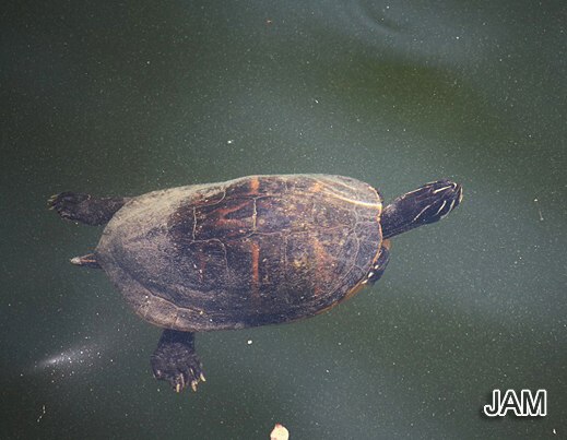 Gelbwangen-Schmuckschildkröte