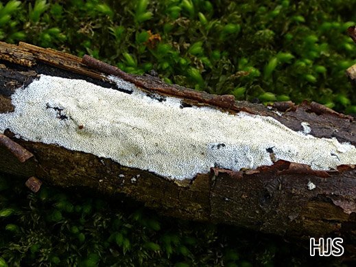 Hyphodontia radula (= Schizopora radula)