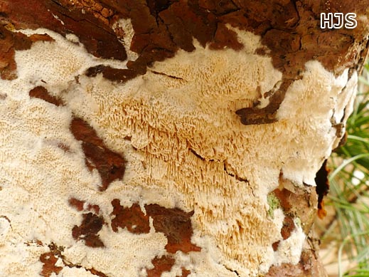 Schizopora radula - Raduloider Spaltporling
