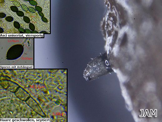 Schizothecium tetrasporum