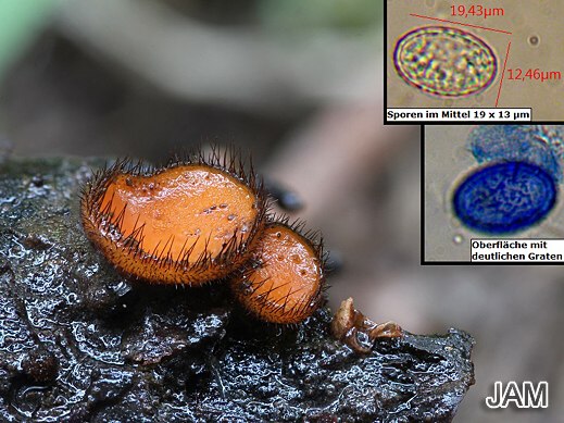Scutellinia crinita - Bewimperter Schildborstling