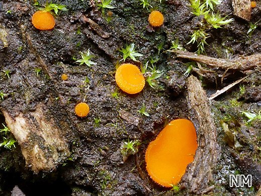 Scutellinia crucipila - Sternhaariger Schildborstling