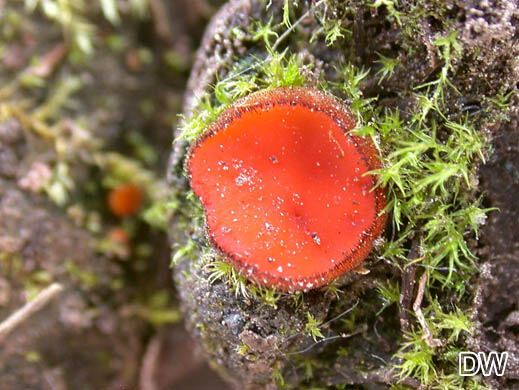Scutellinia kerguelensis - Kerguelensischer Schildborstling