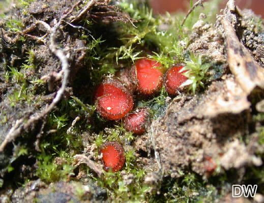 Scutellinia legaliae - Derbstacheliger Rundspor-Schildborstling