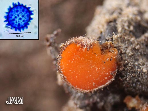 Scutellinia legaliae