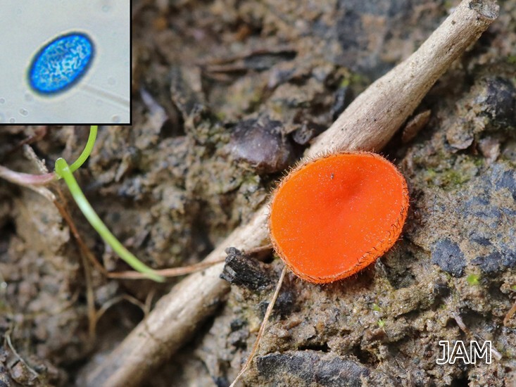 Scutellinia olivascens