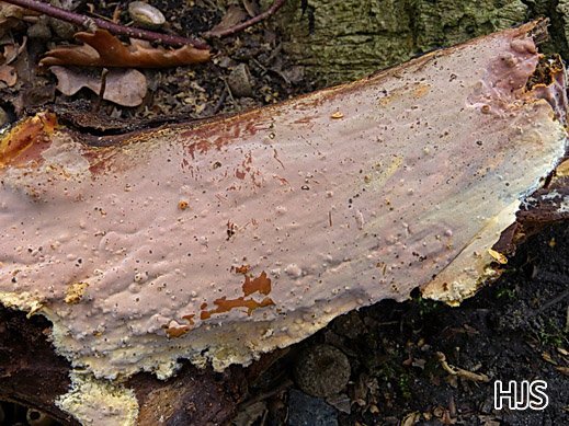 Scytinostroma portentosum Auffälliger Lederrindenpilz