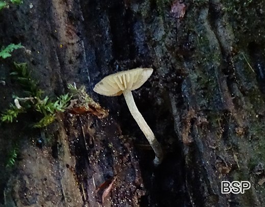 Simocybe centunculus - Kleinsporiger Olivschnitzling