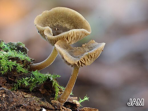 Simocybe centunculus - Kleinsporiger Schnitzling