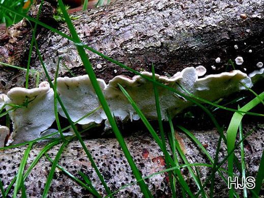 Skeletocutis nivea - Halbresupinater Weichporling