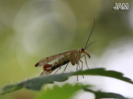 Skorpionsfliege