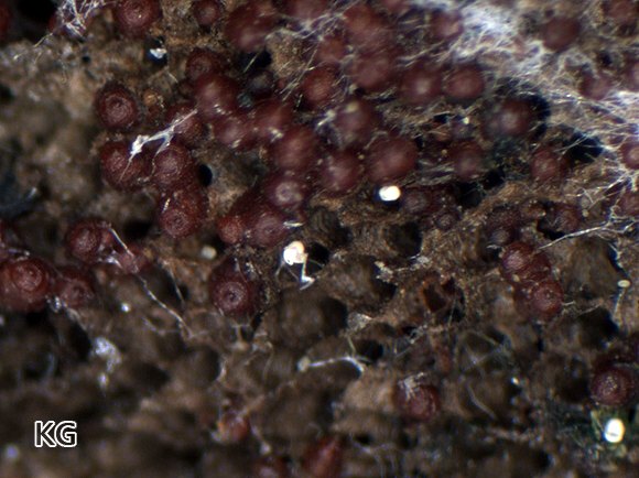 Sphaerostilbella berkeleyana