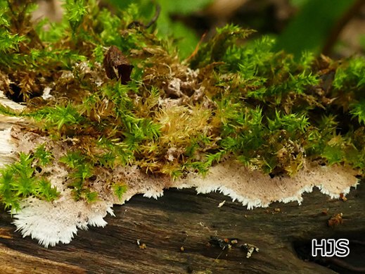 teccherinum fimbriatum - Gefranster Resupinatstacheling