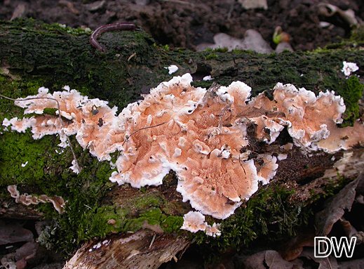 Steccherinum ochraceum - Ockerrötlicher Resupinatstacheling