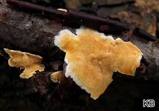 Steccherinum ochraceum - Ockerrötlicher Resupinatstacheling