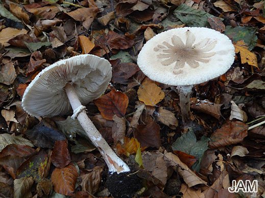 Macrolepiota konradii - Grobschuppiger Zitzen-Riesenschirmling