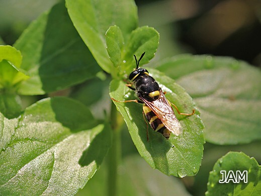 Stratiomys potamida - Gelbband-Waffenfliege