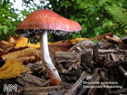 Stropharia aurantiaca - Orangeroter Träuschling