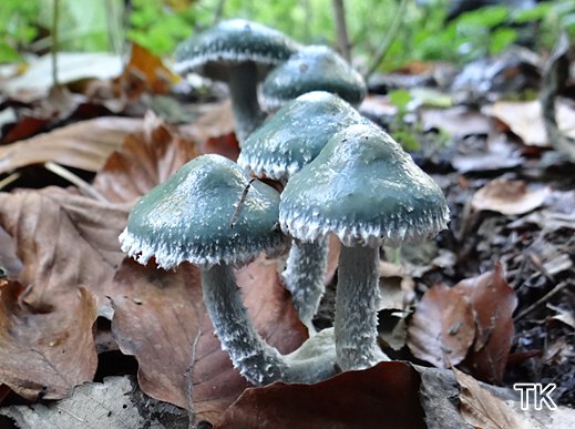 Stropharia caerulea - Grünblauer Träuschling
