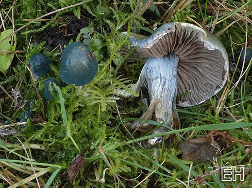 Stropharia caerulea - Blauer Träuschling
