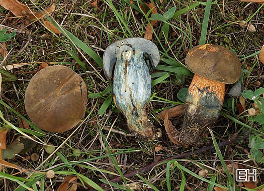 Suillelus luridus - Netzstieliger Hexenröhrling