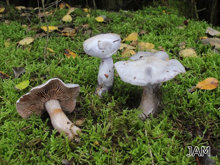 Foto 1: Weißblauer Schleierling (Cortinarius alboviolaceus)
