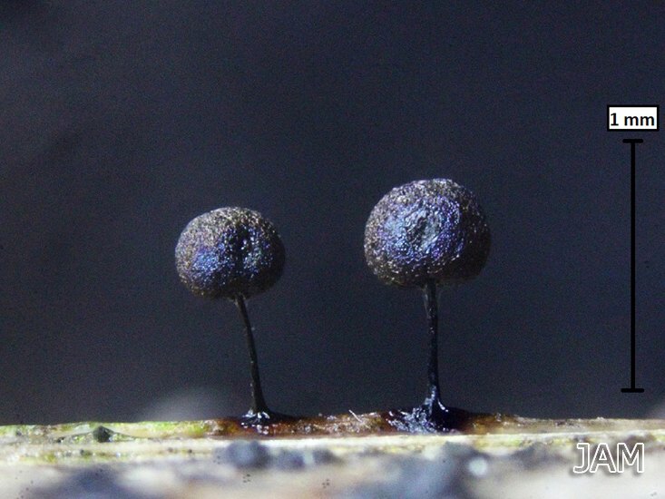 Lamproderma scintillans