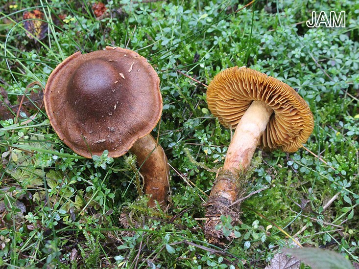 Orangerandiger Hautkopf (Cortinarius malicorius)