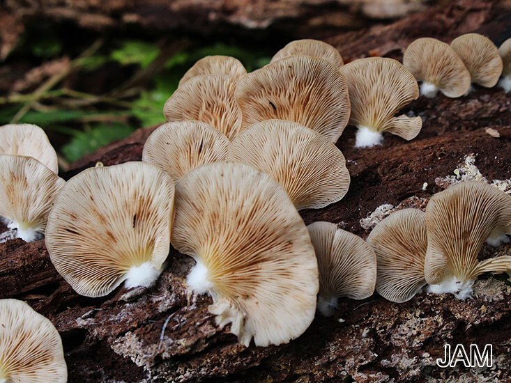 Abgeflachtes Stummelfüßchen - Crepidotus applanatus