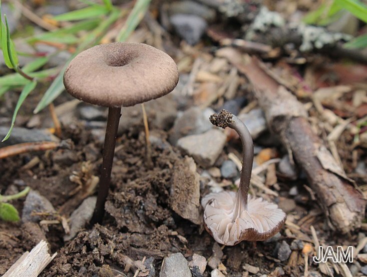 Schwarzschneidiger Rötling - Entoloma caesiotinctum