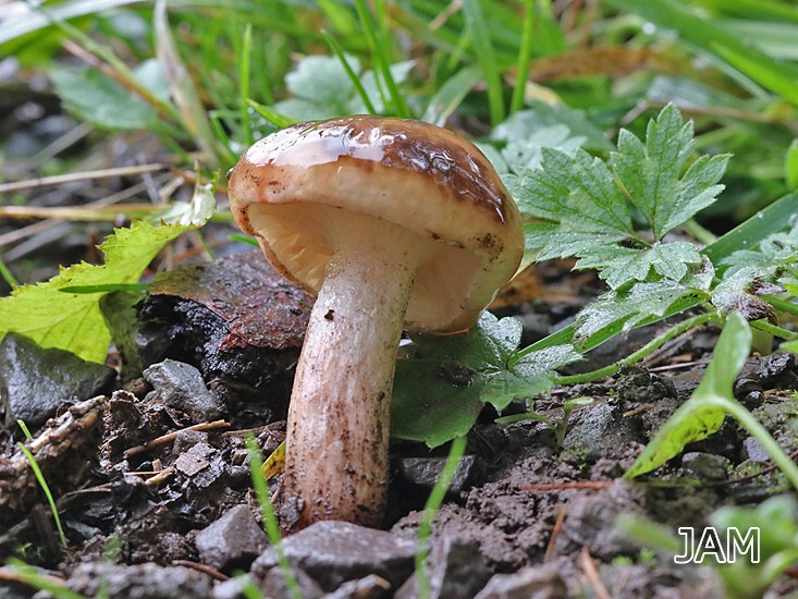 Gefleckter Lärchenschmierling (Gomphidius maculatus)
