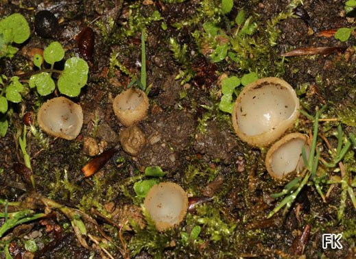 Tarzetta cupularis - Kerbrandiger Napfbecherling