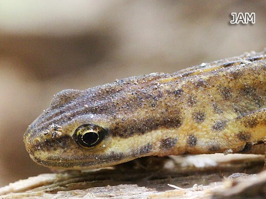 Teichmolch