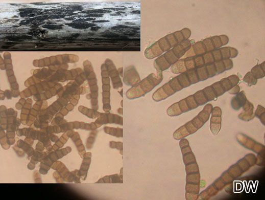 Torula herbarum (auf Urtica)