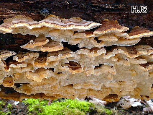 Trametes ochracea Zonentramete