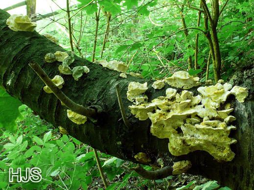 Foto 2: Trametes pubescens - Samtige Tramete