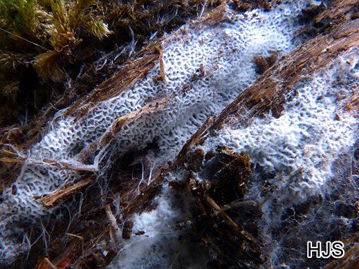 Trechispora mollusca - Schneeweisser Stachelsporrindenpilz