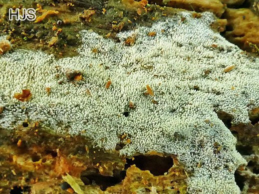 Trechispora nivea