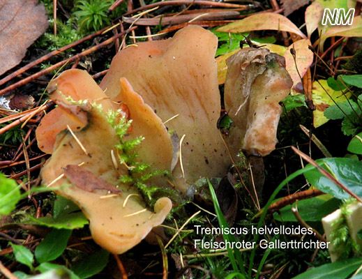 Tremiscus helvelloides - Fleischroter Gallerttrichter